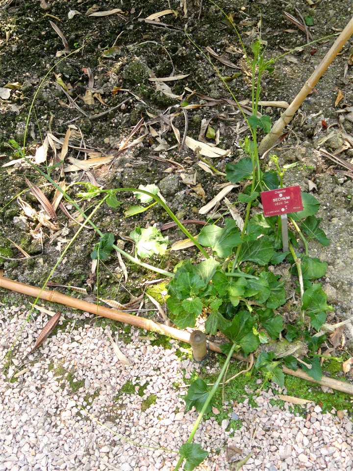 Sechium edule specimen in the Jardin botanique du Val Rahmeh, Menton, Alpes-Maritimes, France.