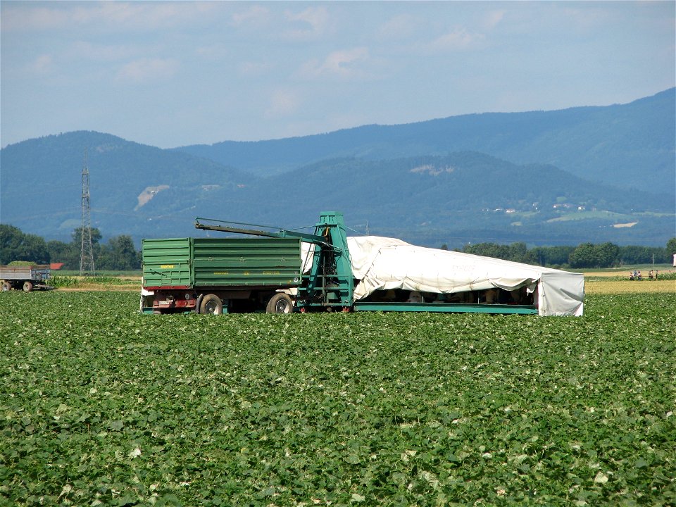 Brantner-Hänger und Gurkenflieger auf einem Gurkenfeld (Cucumis sativus) bei Wallersdorf in Niederbayern, Deutschland