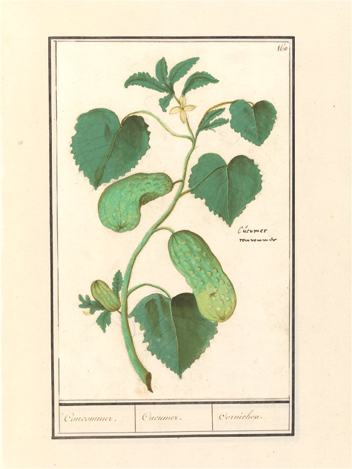 IdentificatieTitel(s): Komkommer (Cucumis sativus)Concommer. / Cucumer. / Cornichon. (titel op object)Objecttype: tekening Objectnummer: RP-T-BR-2017-1-9-65Omschrijving: Komkommer. Tak met bladeren, b