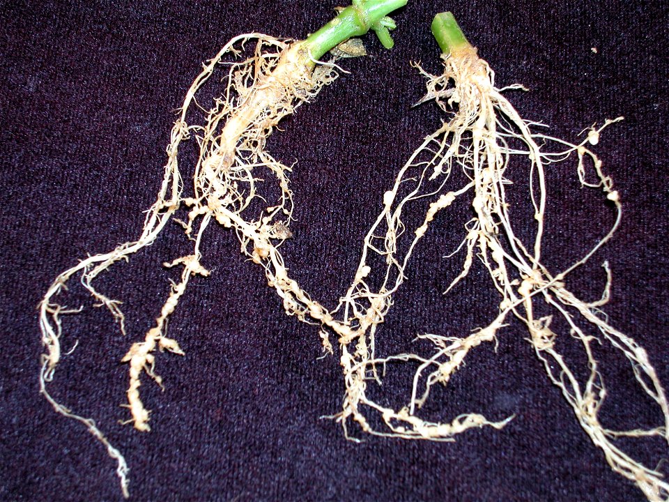 Meloidogyne sp. on Cucumis sativus
