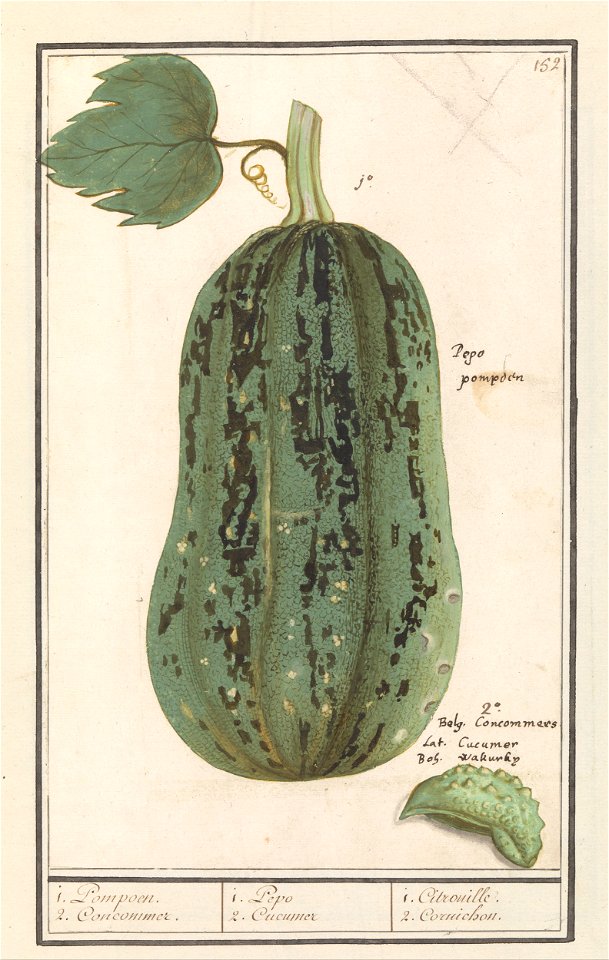 IdentificatieTitel(s): Pompoen (Cucurbita pepo)1. Pompoen. 2. Concommer. / 1. Pepo 2. Cucumer / 1. Citrouille. 2. Cornichon (titel op object)Objecttype: tekening Objectnummer: RP-T-BR-2017-1-9-57Omsch