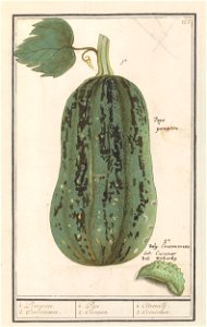 IdentificatieTitel(s): Pompoen (Cucurbita pepo)1. Pompoen. 2. Concommer. / 1. Pepo 2. Cucumer / 1. Citrouille. 2. Cornichon (titel op object)Objecttype: tekening Objectnummer: RP-T-BR-2017-1-9-57Omsch