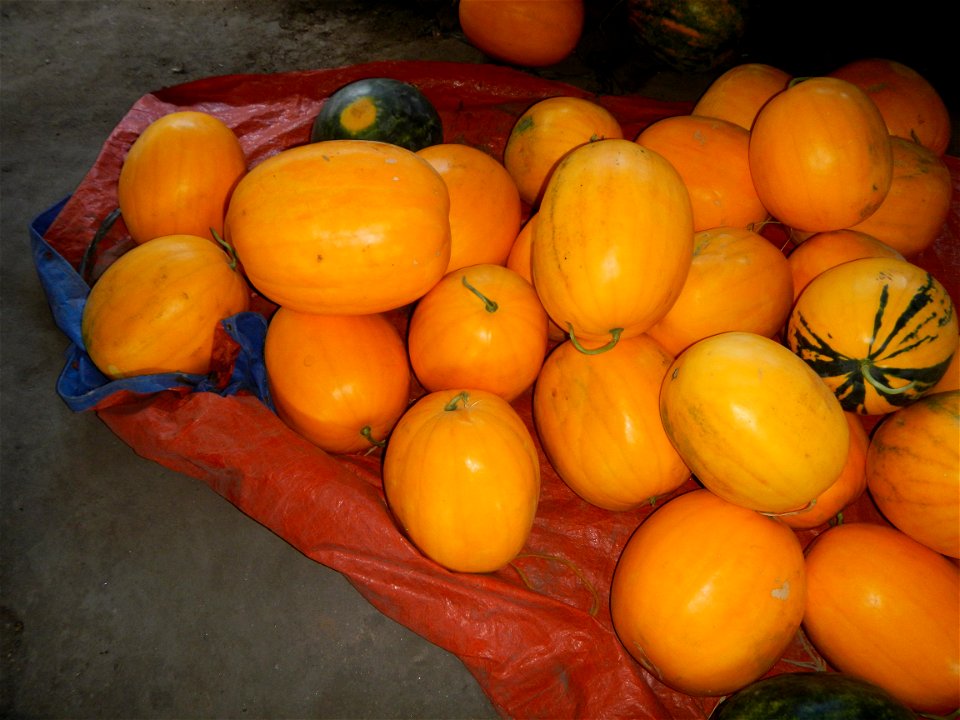 Watermelons and cantaloupes or sweet melong in Barangay Santo Domingo, Mexico, Pampanga connected by the Rotonda Santo Domingo, Mexico, Pampanga Agricultural Monument, to Santo Domingo Bridge (Santo D