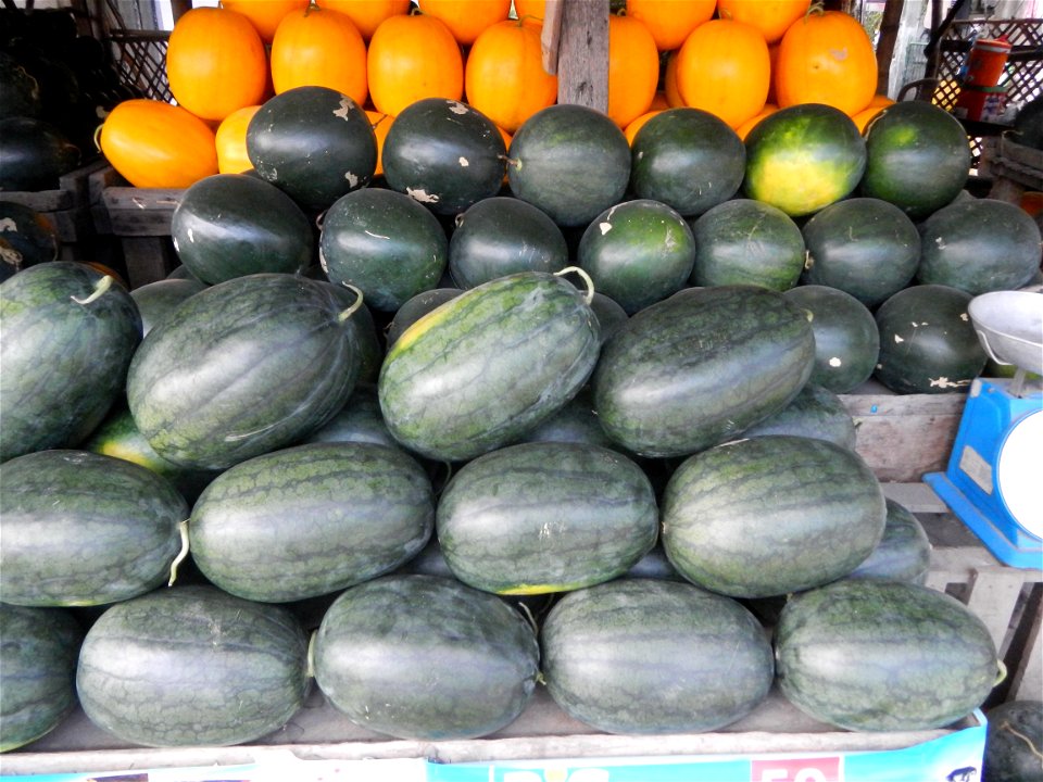 Citrullus lanatus Watermelons and cantaloupes or sweet melong in Barangay Santo Domingo, Mexico, Pampanga connected by the Rotonda Santo Domingo, Mexico, Pampanga Agricultural Monument, to Santo Domin