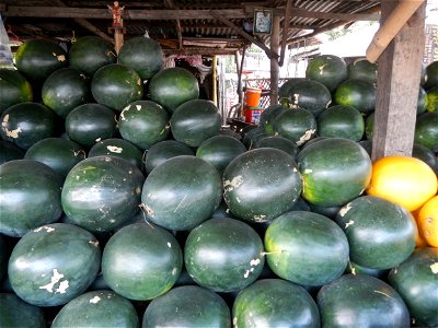 Citrullus lanatus Watermelons and cantaloupes or sweet melong in Barangay Santo Domingo, Mexico, Pampanga connected by the Rotonda Santo Domingo, Mexico, Pampanga Agricultural Monument, to Santo Domin