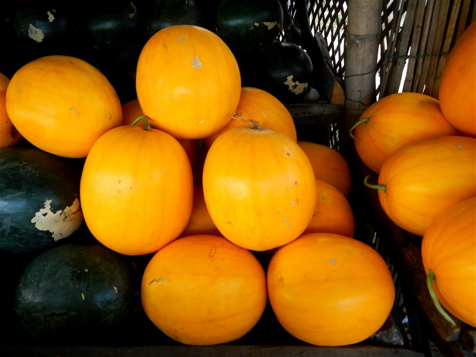 Citrullus lanatus Watermelons and cantaloupes or sweet melong in Barangay Santo Domingo, Mexico, Pampanga connected by the Rotonda Santo Domingo, Mexico, Pampanga Agricultural Monument, to Santo Domin