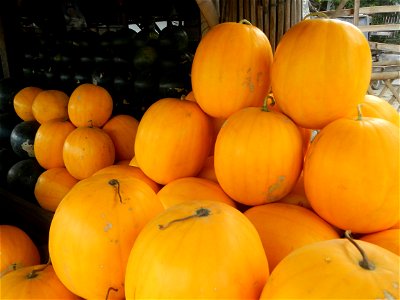 Citrullus lanatus Watermelons and cantaloupes or sweet melong in Barangay Santo Domingo, Mexico, Pampanga connected by the Rotonda Santo Domingo, Mexico, Pampanga Agricultural Monument, to Santo Domin