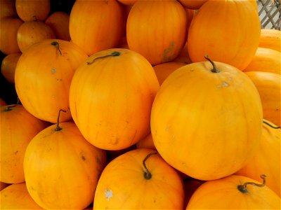 Citrullus lanatus Watermelons and cantaloupes or sweet melong in Barangay Santo Domingo, Mexico, Pampanga connected by the Rotonda Santo Domingo, Mexico, Pampanga Agricultural Monument, to Santo Domin