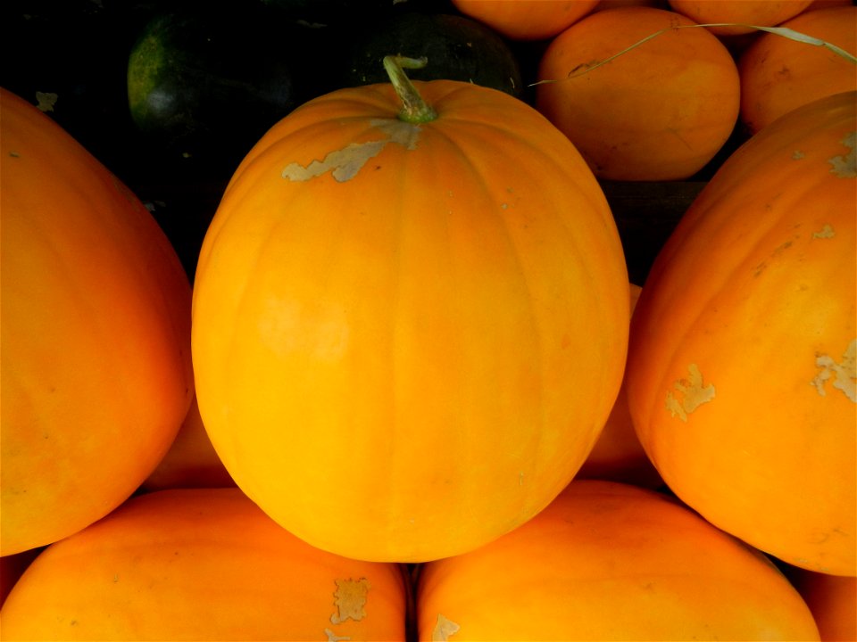 Citrullus lanatus Watermelons and cantaloupes or sweet melong in Barangay Santo Domingo, Mexico, Pampanga connected by the Rotonda Santo Domingo, Mexico, Pampanga Agricultural Monument, to Santo Domin