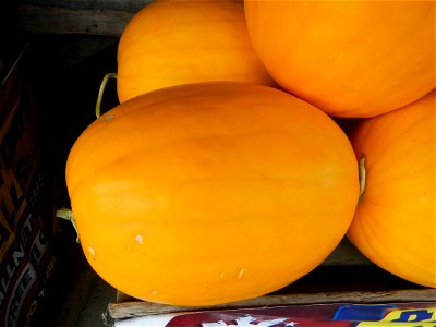 Citrullus lanatus Watermelons and cantaloupes or sweet melong in Barangay Santo Domingo, Mexico, Pampanga connected by the Rotonda Santo Domingo, Mexico, Pampanga Agricultural Monument, to Santo Domin