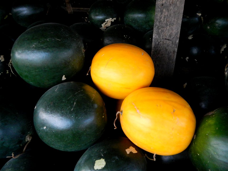 Citrullus lanatus Watermelons and cantaloupes or sweet melong in Barangay Santo Domingo, Mexico, Pampanga connected by the Rotonda Santo Domingo, Mexico, Pampanga Agricultural Monument, to Santo Domin