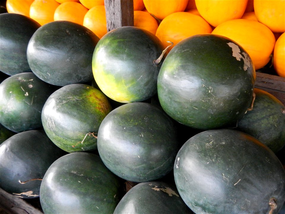 Citrullus lanatus Watermelons and cantaloupes or sweet melong in Barangay Santo Domingo, Mexico, Pampanga connected by the Rotonda Santo Domingo, Mexico, Pampanga Agricultural Monument, to Santo Domin