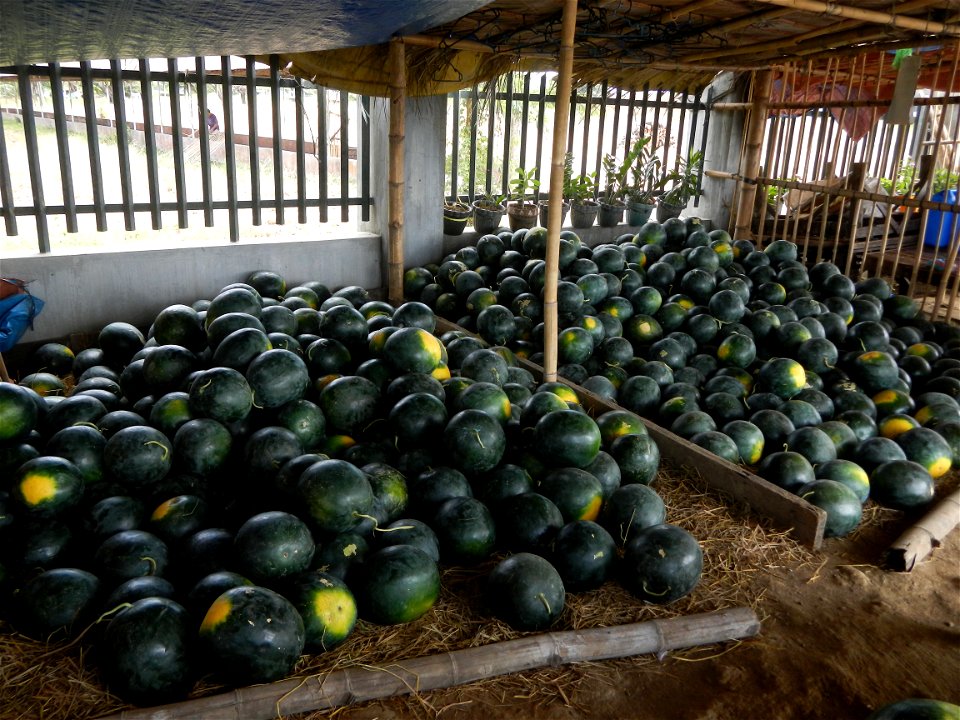 Paddy fields of San Rafael, Bulacan beside its Cockpit Arena, with Citrullus lanatus Watermelon in the Philippines Sugar Baby Max F1 beside the San Rafael Town Hall, Bulacan Complex (along Maharlika H