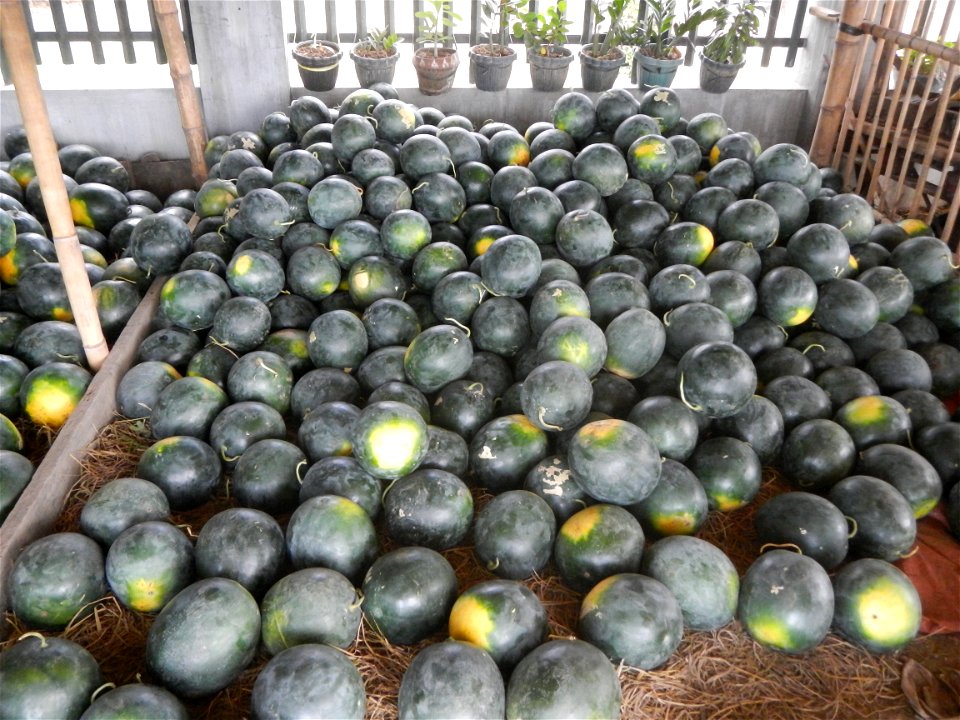 Paddy fields of San Rafael, Bulacan beside its Cockpit Arena, with Citrullus lanatus Watermelon in the Philippines Sugar Baby Max F1 beside the San Rafael Town Hall, Bulacan Complex (along Maharlika H