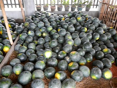 Paddy fields of San Rafael, Bulacan beside its Cockpit Arena, with Citrullus lanatus Watermelon in the Philippines Sugar Baby Max F1 beside the San Rafael Town Hall, Bulacan Complex (along Maharlika H
