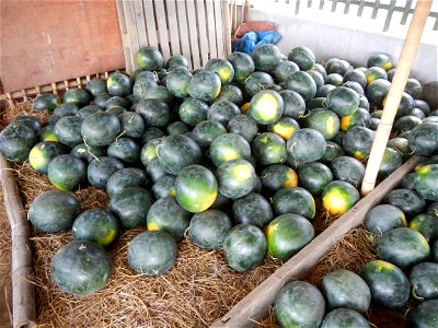 Paddy fields of San Rafael, Bulacan beside its Cockpit Arena, with Citrullus lanatus Watermelon in the Philippines Sugar Baby Max F1 beside the San Rafael Town Hall, Bulacan Complex (along Maharlika H