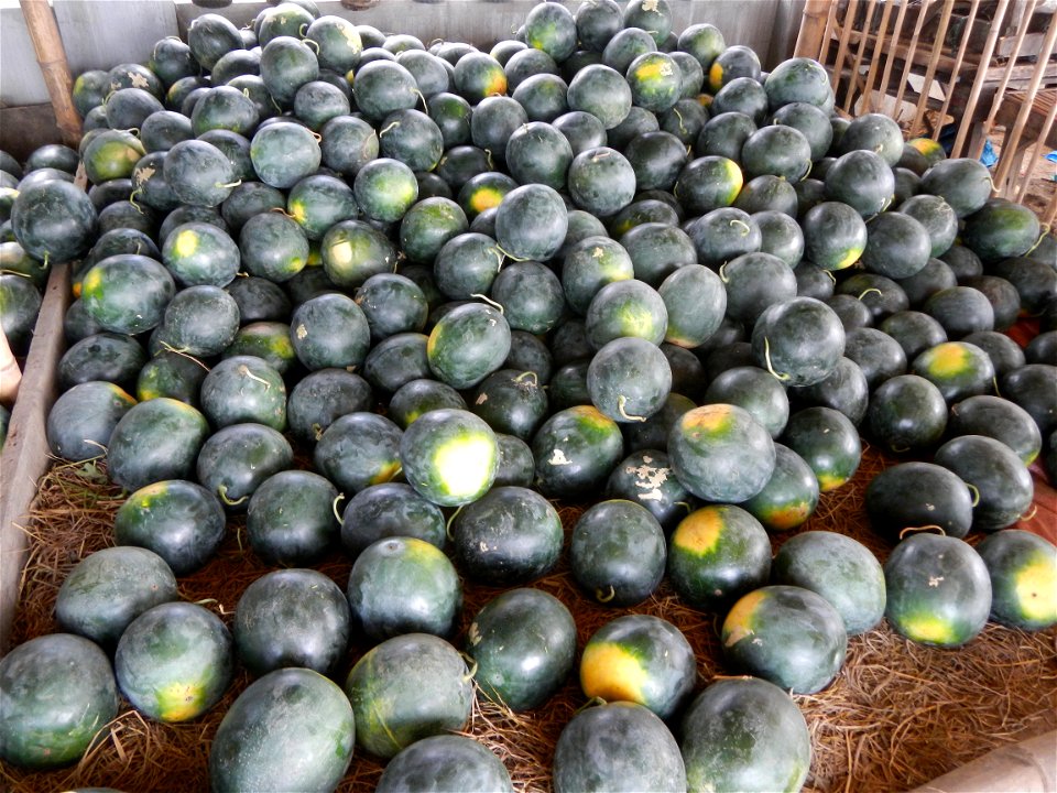 Paddy fields of San Rafael, Bulacan beside its Cockpit Arena, with Citrullus lanatus Watermelon in the Philippines Sugar Baby Max F1 beside the San Rafael Town Hall, Bulacan Complex (along Maharlika H
