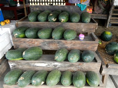 Paddy fields of San Rafael, Bulacan beside its Cockpit Arena, with Citrullus lanatus Watermelon in the Philippines Sugar Baby Max F1 beside the San Rafael Town Hall, Bulacan Complex (along Maharlika H