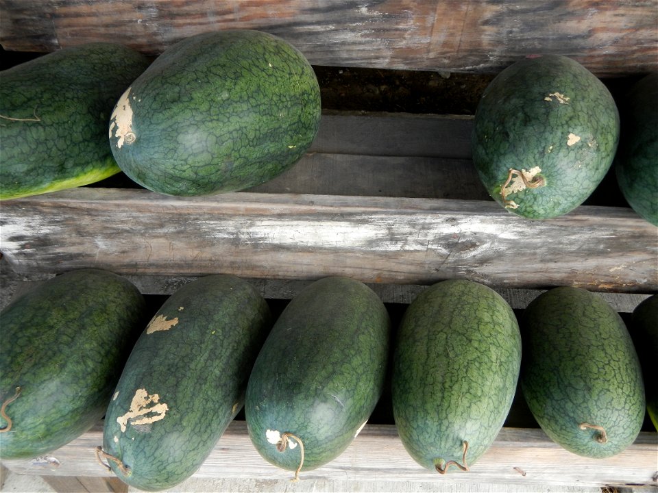 Paddy fields of San Rafael, Bulacan beside its Cockpit Arena, with Citrullus lanatus Watermelon in the Philippines Sugar Baby Max F1 beside the San Rafael Town Hall, Bulacan Complex (along Maharlika H