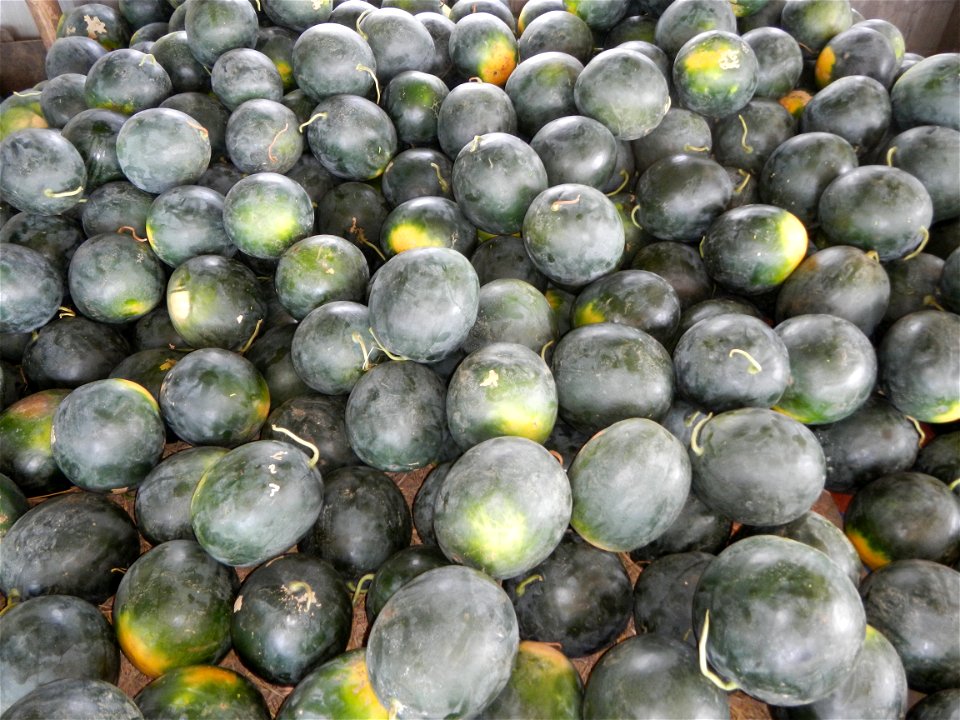 Citrullus lanatus Watermelon in the Philippines Sugar Baby Max F1 beside the San Rafael Town Hall, Bulacan Complex, its San Rafael, Bulacan Mini Eco Park, San Rafael, Bulacan Municipal Gymnasium (alon
