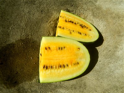 Yellow Crimson Watermelon (Watermelon with yellow fruit is called "Yellow Crimson Watermelon," although the scientific name is Citrullus lanatus var. lanais of Citrullus lanatus Watermelon ไทย: แตงโมเ photo