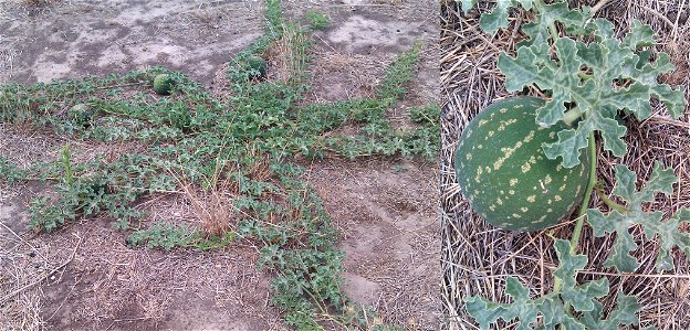 , known as the Afghan, Camel or Wild Melon in Australia, where it is a weed. Very closely related to the watermelon which is Citrullus lanatus var. Caffer or Citrullus lanatus var. lanatus. Many peopl photo