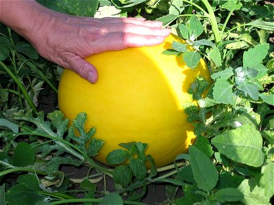 Water melons in Talitsa (Altai kray)