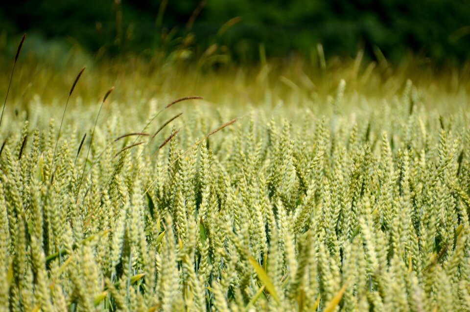Culture agriculture bio