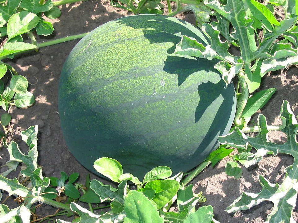 Water melons in Talitsa (Altai kray)