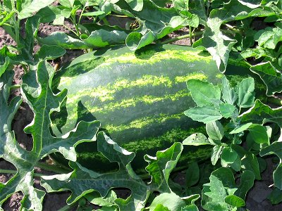 Water melons in Talitsa (Altai kray)