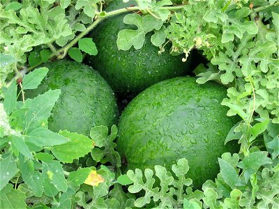 Water melons in Talitsa (Altai kray)