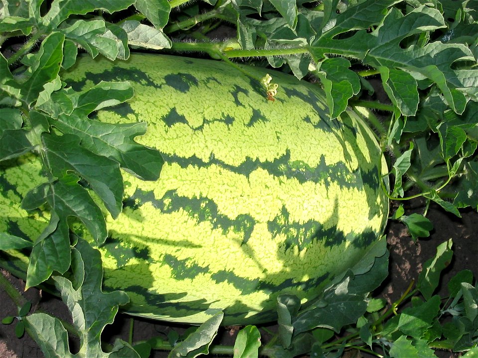 Water melons in Talitsa (Altai kray)