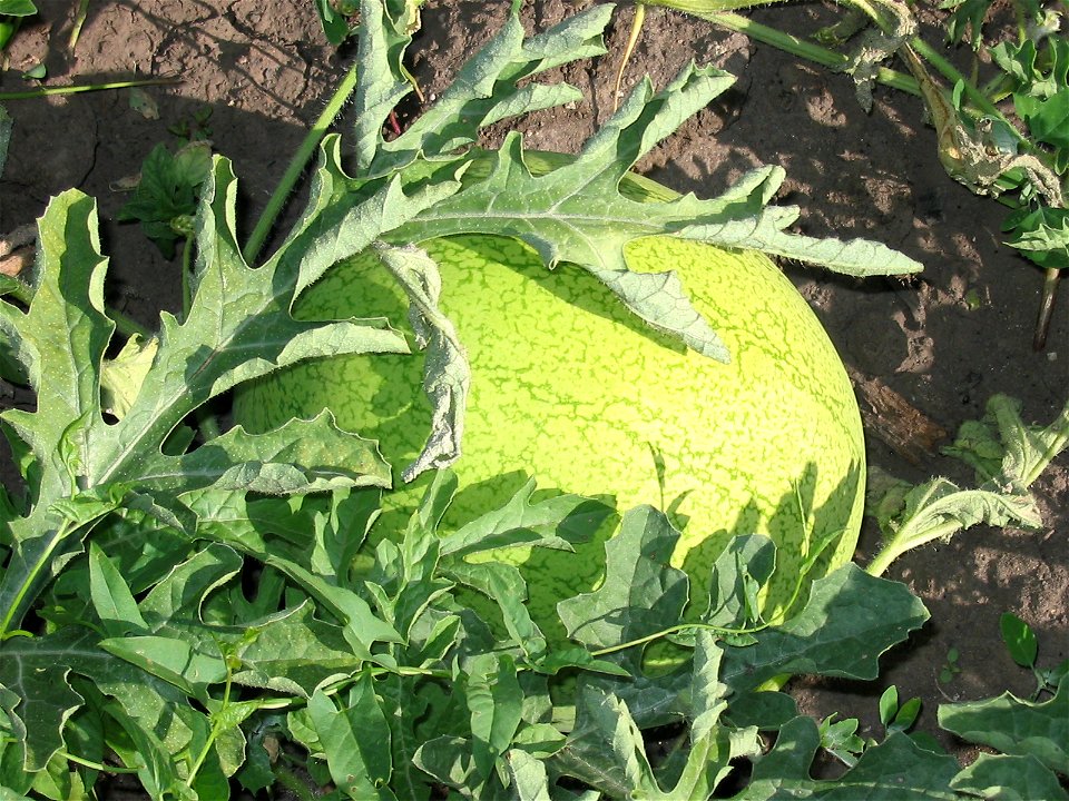 Water melons in Talitsa (Altai kray)