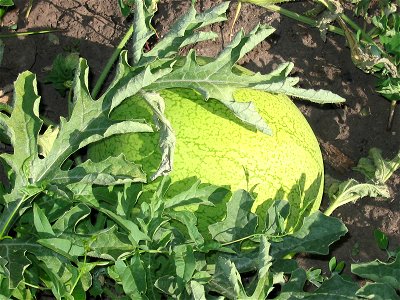 Water melons in Talitsa (Altai kray)