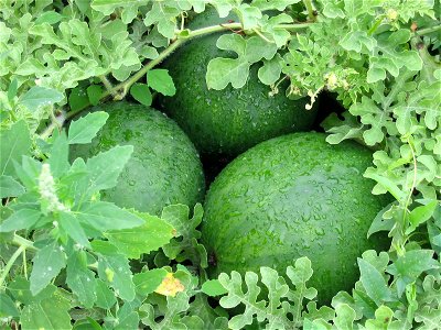 Water melons in Talitsa (Altai kray) photo