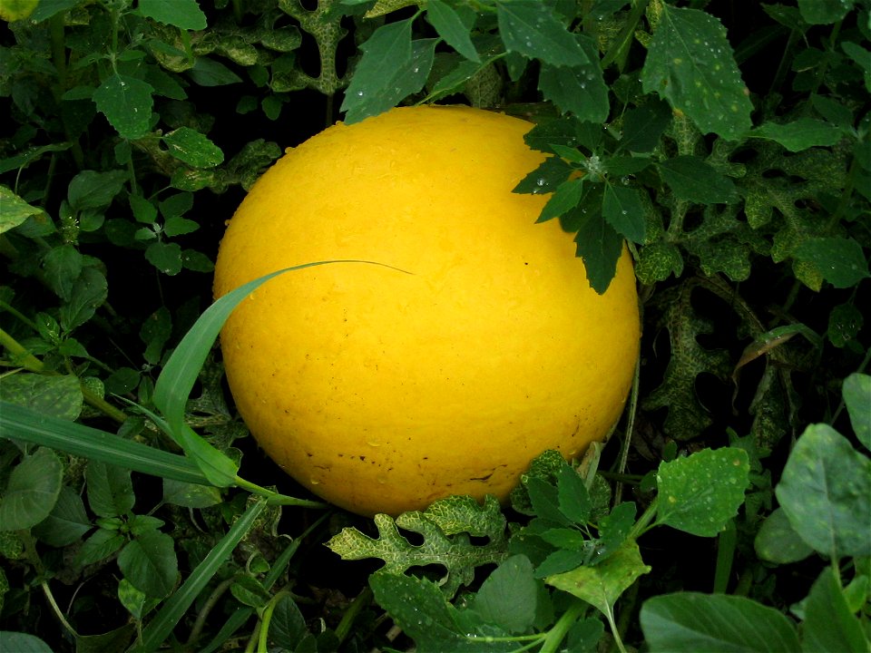 Water melons in Talitsa (Altai kray)