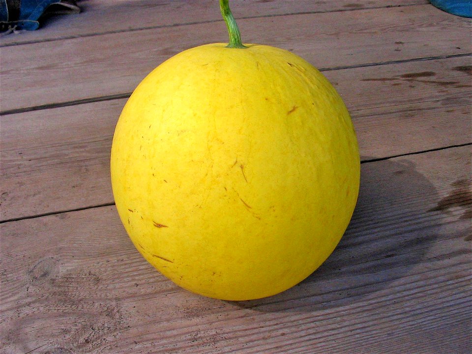 Water melons in Talitsa (Altai kray)