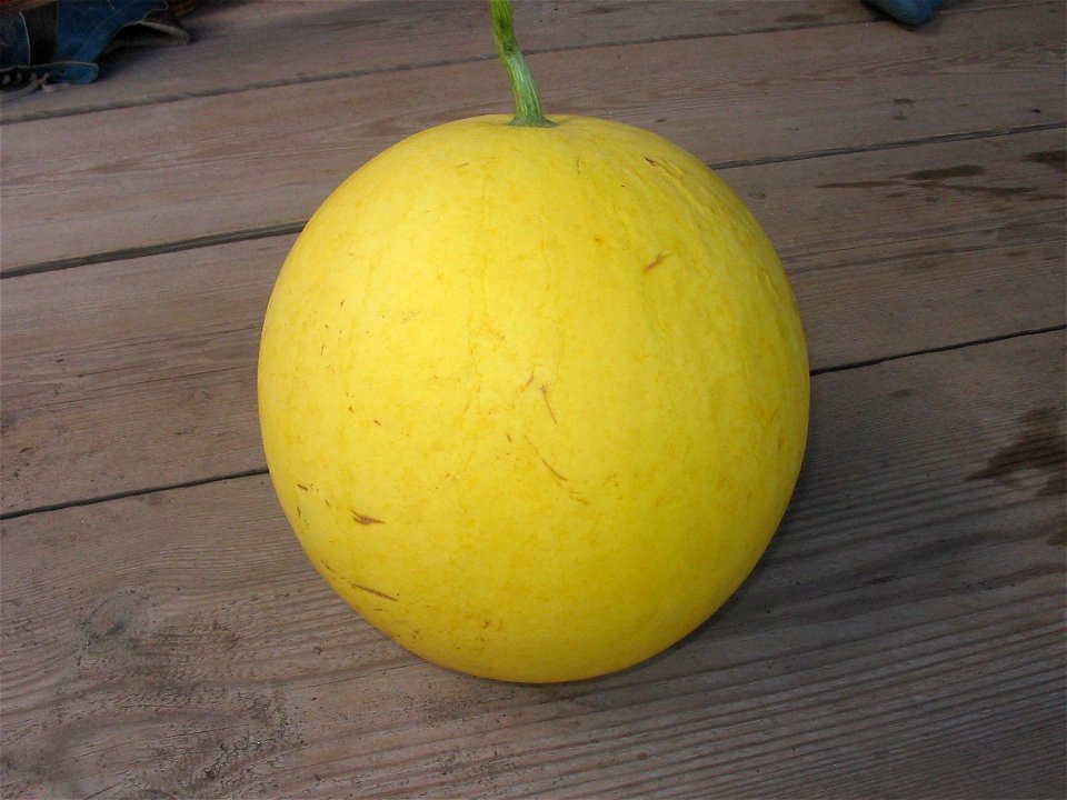 Water melons in Talitsa (Altai kray)