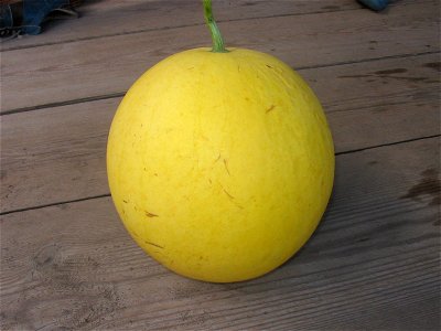 Water melons in Talitsa (Altai kray) photo