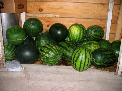 Water melons in Talitsa (Altai kray) photo