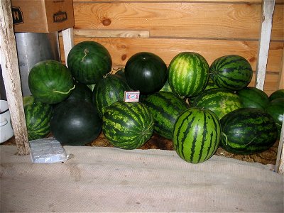 Water melons in Talitsa (Altai kray) photo