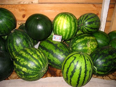 Water melons in Talitsa (Altai kray) photo