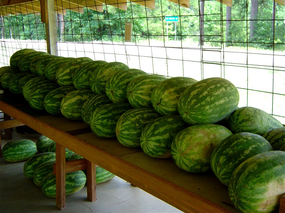 Watermelon for sale at the Watermelon Stand in Sugartown, Louisiana