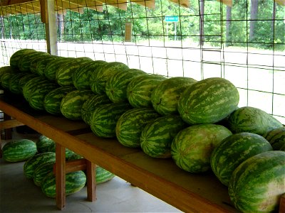 Watermelon for sale at the Watermelon Stand in Sugartown, Louisiana photo