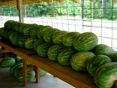 Watermelon for sale at the Watermelon Stand in Sugartown, Louisiana