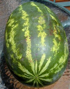 Public domain photo by James E. Scarborough August 28, 2004 of a vampire watermelon. I bought the watermelon at the Raleigh, USA Farmers' market on August 24, 2004 at about 17:20 (GMT-4) and stored i photo