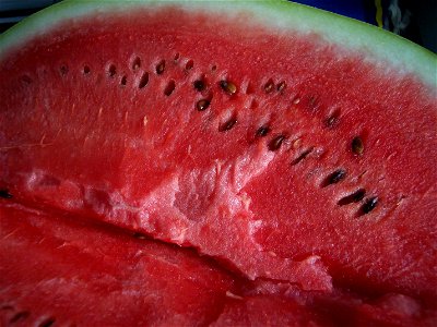 (Watermelon) Citrullus lanatus photo