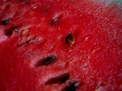 (Watermelon) Citrullus lanatus photo
