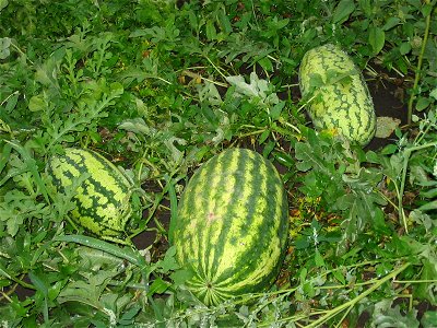 Watermelons photo