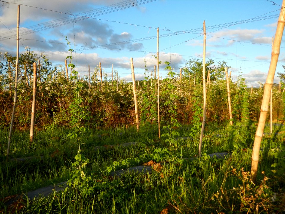 Sunsets in Bulacan, Paddy fields of San Rafael, Bulacan Cattle and Momordica charantia in Barangay Pulo, San Rafael, Bulacan along the  San Rafael, Bulacan Arterial Road.